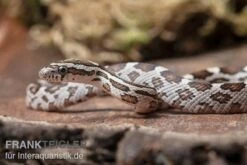 Kornnatter, Pantherophis Guttatus NORMAL