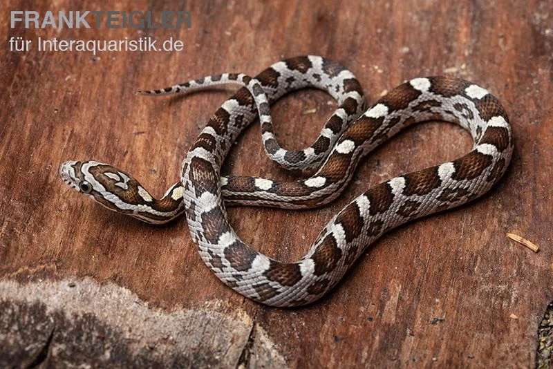 Kornnatter, Pantherophis Guttatus NORMAL 2 Kornnatter, Pantherophis Guttatus NORMAL – Bild 2