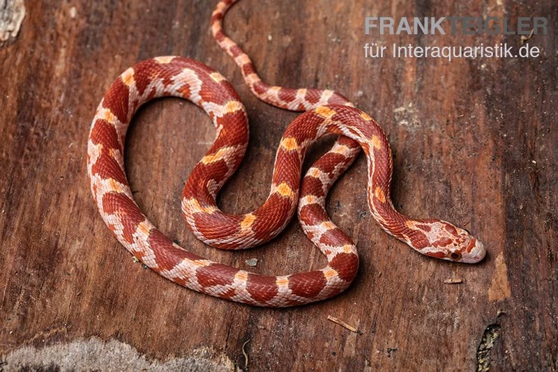 Kornnatter, Pantherophis Guttatus ULTRAMEL 1 Kornnatter, Pantherophis Guttatus ULTRAMEL