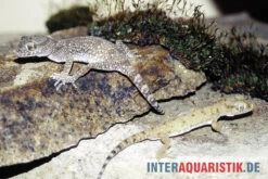 Krokodilgecko, Cyrtopodion Scabrum -Zubehör für Haustieraquarien Krokodilgecko Cyrtopodion scabrum 3