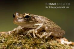 Kuba-Laubfrosch, Osteopilus Septentrionalis -Zubehör für Haustieraquarien Kuba Laubfrosch Osteopilus septentrionalis 3