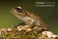 Kuba-Laubfrosch, Osteopilus Septentrionalis -Zubehör für Haustieraquarien Kuba Laubfrosch Osteopilus septentrionalis 4