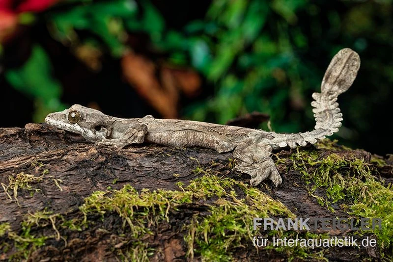 Kuhls-Faltengecko, Ptychozoon Kuhli 2 Kuhls-Faltengecko, Ptychozoon Kuhli – Bild 2