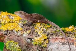 Kupferanolis, Anolis Cupreus -Zubehör für Haustieraquarien Kupferanolis Anolis cupreus 3