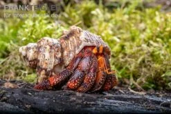 Zubehör für Haustieraquarien 7 Lava-Landeinsiedlerkrebs, Coenobita Sp. Lava (Größe XL)