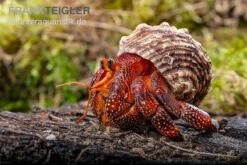 Lava-Landeinsiedlerkrebs, Coenobita Sp. Lava (Größe XL) 5 Lava-Landeinsiedlerkrebs, Coenobita Sp. Lava (Größe XL) -Zubehör für Haustieraquarien Lava Landeinsiedlerkrebs Coenobita sp Lava 3