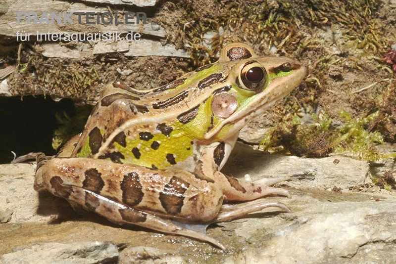 Leopardfrosch, Rana Pipiens 2 Leopardfrosch, Rana Pipiens – Bild 2