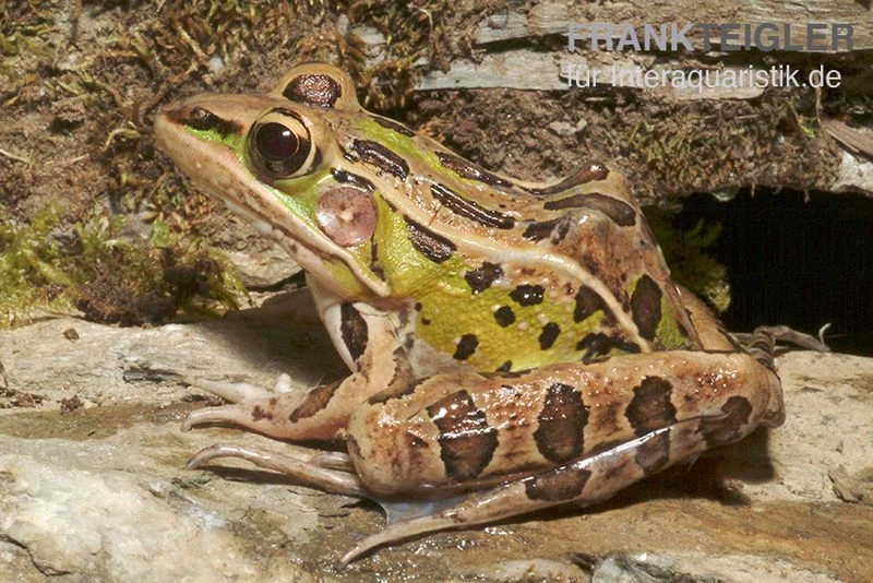 Leopardfrosch, Rana Pipiens 1 Leopardfrosch, Rana Pipiens