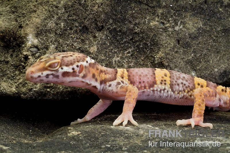 Leopardgecko, Eublepharis Macularius, TREMPER ALBINO 1 Leopardgecko, Eublepharis Macularius, TREMPER ALBINO