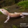 Leopardgecko, Eublepharis Macularius, BELL ALBINO