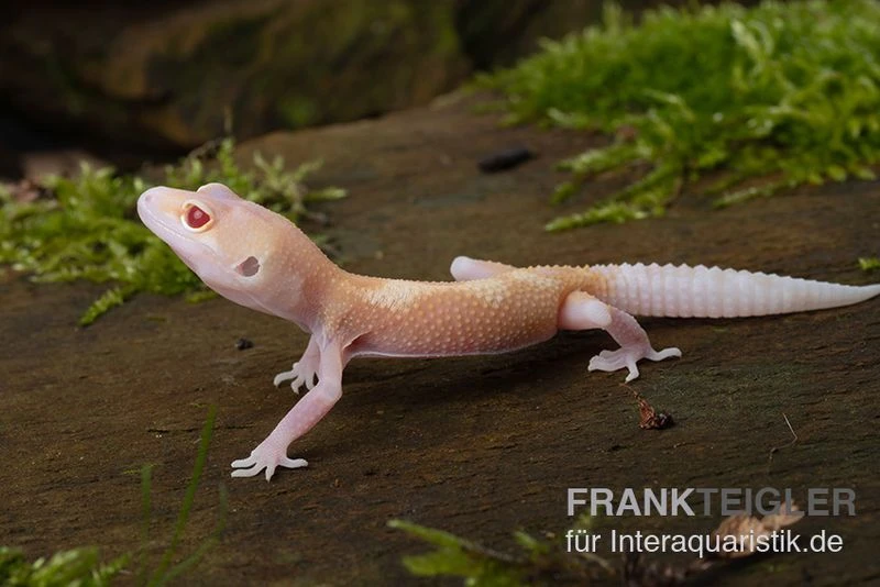Leopardgecko, Eublepharis Macularius, BELL ALBINO 1 Leopardgecko, Eublepharis Macularius, BELL ALBINO
