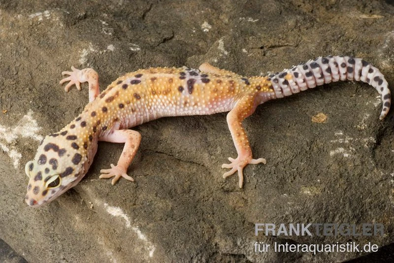 Leopardgecko, Eublepharis Macularius, ENIGMA 2 Leopardgecko, Eublepharis Macularius, ENIGMA – Bild 2