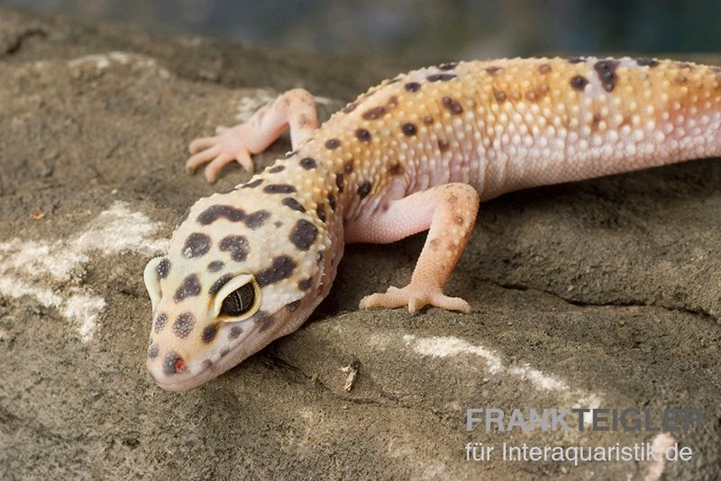 Leopardgecko, Eublepharis Macularius, ENIGMA 1 Leopardgecko, Eublepharis Macularius, ENIGMA