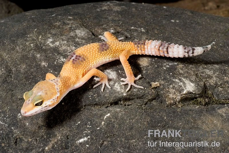 Leopardgecko, Eublepharis Macularius, HIGH YELLOW 3 Leopardgecko, Eublepharis Macularius, HIGH YELLOW – Bild 3