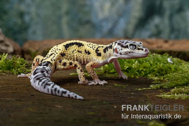 Leopardgecko, Eublepharis Macularius, LEMON FROST MACK SNOW 1 Leopardgecko, Eublepharis Macularius, LEMON FROST MACK SNOW
