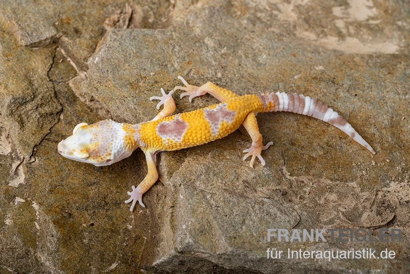 Leopardgecko, Eublepharis Macularius, LEMON FROST 1 Leopardgecko, Eublepharis Macularius, LEMON FROST