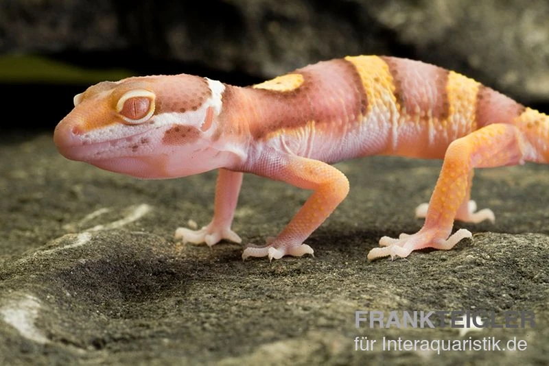 Leopardgecko, Eublepharis Macularius, PASTEL TREMPER ALBINO 2 Leopardgecko, Eublepharis Macularius, PASTEL TREMPER ALBINO – Bild 2