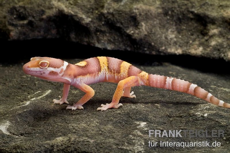 Leopardgecko, Eublepharis Macularius, PASTEL TREMPER ALBINO 1 Leopardgecko, Eublepharis Macularius, PASTEL TREMPER ALBINO
