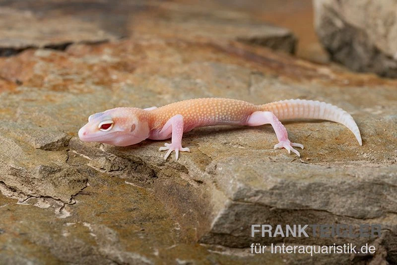 Leopardgecko, Eublepharis Macularius, RAPTOR 2 Leopardgecko, Eublepharis Macularius, RAPTOR – Bild 2