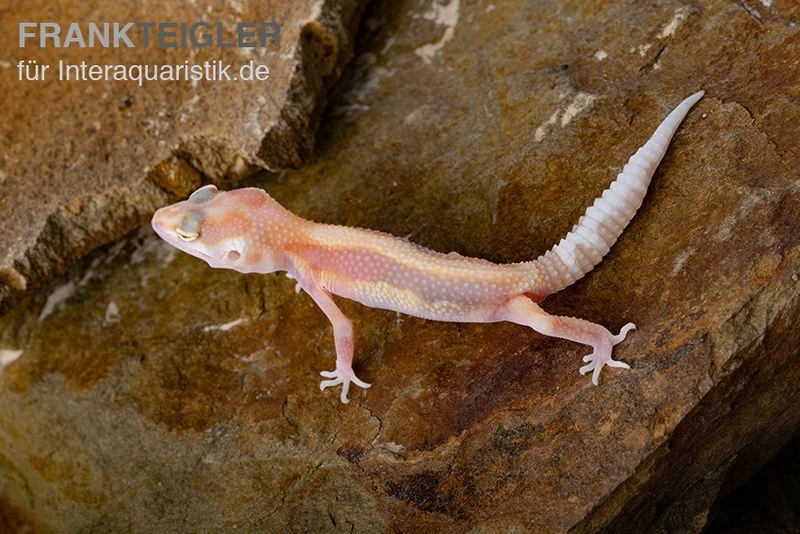 Leopardgecko, Eublepharis Macularius, STRIPE TREMPER ALBINO ECLIPSE 2 Leopardgecko, Eublepharis Macularius, STRIPE TREMPER ALBINO ECLIPSE – Bild 2