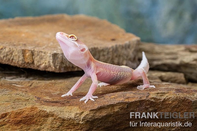 Leopardgecko, Eublepharis Macularius, STRIPE TREMPER ALBINO ECLIPSE 3 Leopardgecko, Eublepharis Macularius, STRIPE TREMPER ALBINO ECLIPSE – Bild 3