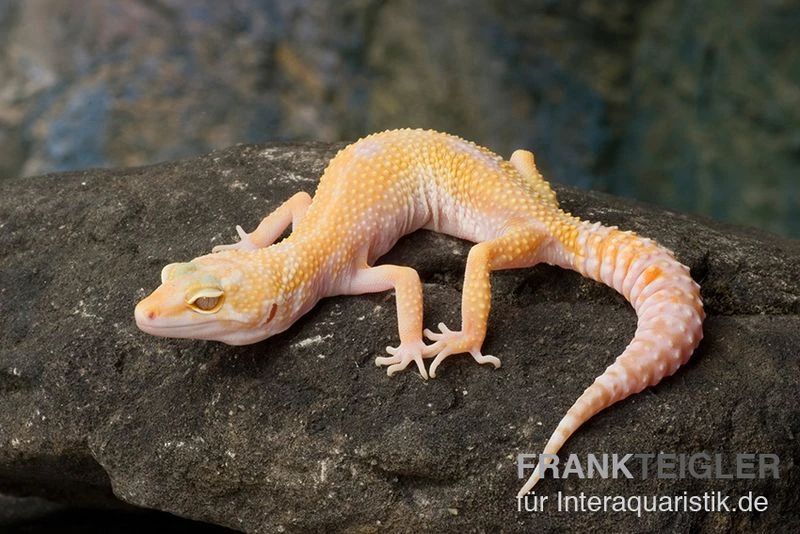 Leopardgecko, Eublepharis Macularius, SUNGLOW 1 Leopardgecko, Eublepharis Macularius, SUNGLOW