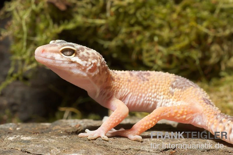 Leopardgecko, Eublepharis Macularius, SUNGLOW 2 Leopardgecko, Eublepharis Macularius, SUNGLOW – Bild 2