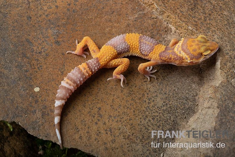 Leopardgecko, Eublepharis Macularius, TANGERINE BELL ALBINO 1 Leopardgecko, Eublepharis Macularius, TANGERINE BELL ALBINO