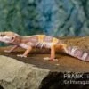 Leopardgecko, Eublepharis Macularius, TREMPER ALBINO JUNGLE MACK SNOW