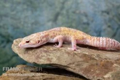 Leopardgecko, Eublepharis Macularius, TREMPER ALBINO MACK SNOW ECLIPSE -Zubehör für Haustieraquarien Leopardgecko Eublepharis macularius Tremper Albino Mack Snow Eclipse 13