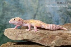 Leopardgecko, Eublepharis Macularius, TREMPER ALBINO MACK SNOW ECLIPSE -Zubehör für Haustieraquarien Leopardgecko Eublepharis macularius Tremper Albino Mack Snow Eclipse 16