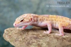 Leopardgecko, Eublepharis Macularius, TREMPER ALBINO MACK SNOW ECLIPSE -Zubehör für Haustieraquarien Leopardgecko Eublepharis macularius Tremper Albino Mack Snow Eclipse 18