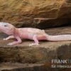 Leopardgecko, Eublepharis Macularius, TREMPER ALBINO MACK SNOW RAPTOR