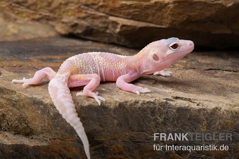 Leopardgecko, Eublepharis Macularius, TREMPER ALBINO MACK SNOW RAPTOR 4 Leopardgecko, Eublepharis Macularius, TREMPER ALBINO MACK SNOW RAPTOR – Bild 4