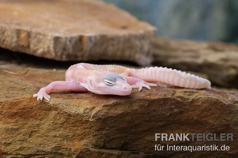 Leopardgecko, Eublepharis Macularius, TREMPER ALBINO MACK SNOW RAPTOR 5 Leopardgecko, Eublepharis Macularius, TREMPER ALBINO MACK SNOW RAPTOR – Bild 5