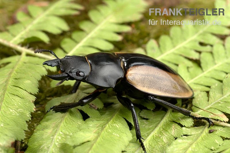 Ludekingi-Hirschkäfer, Odontolabis Ludekingi 2 Ludekingi-Hirschkäfer, Odontolabis Ludekingi – Bild 2