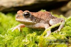 Lütkens Guatemalakröte, Incilius Luetkeni