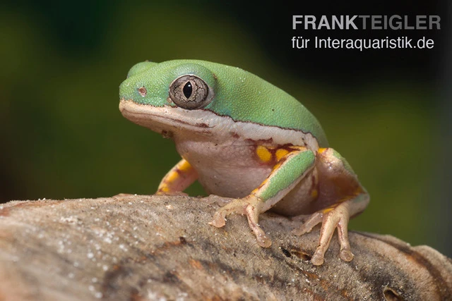 Makifrosch, Phyllomedusa Hypochondrialis 1 Makifrosch, Phyllomedusa Hypochondrialis