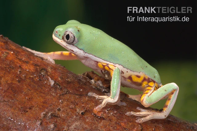 Makifrosch, Phyllomedusa Hypochondrialis 2 Makifrosch, Phyllomedusa Hypochondrialis – Bild 2