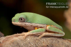 Makifrosch, Phyllomedusa Hypochondrialis 5 Makifrosch, Phyllomedusa Hypochondrialis -Zubehör für Haustieraquarien Makifrosch Phyllomedusa hypochondrialis 3