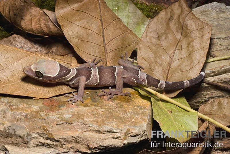 Malayischer Bogenfingergecko, Cyrtodactylus Pulchellus 4 Malayischer Bogenfingergecko, Cyrtodactylus Pulchellus – Bild 4