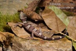 Malayischer Bogenfingergecko, Cyrtodactylus Pulchellus 9 Malayischer Bogenfingergecko, Cyrtodactylus Pulchellus -Zubehör für Haustieraquarien Malayischer Bogenfingergecko Cyrtodactylus pulchellus 2