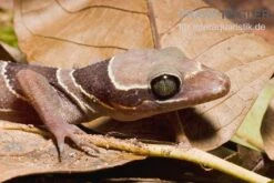 Malayischer Bogenfingergecko, Cyrtodactylus Pulchellus 7 Malayischer Bogenfingergecko, Cyrtodactylus Pulchellus -Zubehör für Haustieraquarien Malayischer Bogenfingergecko Cyrtodactylus pulchellus 3