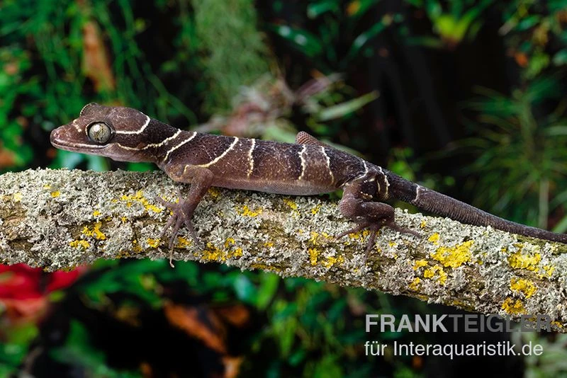 Malayischer Bogenfingergecko, Cyrtodactylus Pulchellus 1 Malayischer Bogenfingergecko, Cyrtodactylus Pulchellus