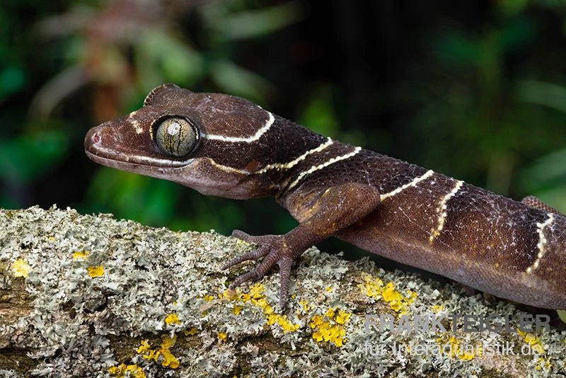 Malayischer Bogenfingergecko, Cyrtodactylus Pulchellus 2 Malayischer Bogenfingergecko, Cyrtodactylus Pulchellus – Bild 2