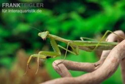 Afrikanische Gottesanbeterin Im Mix, Sphodromantis Spec. -Zubehör für Haustieraquarien Mantis 4 20