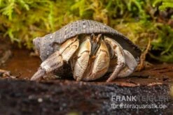 Marmor-Einsiedlerkrebs, Coenobita Sp. "Marble" 5 Marmor-Einsiedlerkrebs, Coenobita Sp. "Marble" -Zubehör für Haustieraquarien Marmor Einsiedlerkrebs Coenobita sp Marble 3