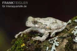 Marmorierter Laubfrosch, Hyla Marmorata 5 Marmorierter Laubfrosch, Hyla Marmorata -Zubehör für Haustieraquarien Marmorierter Laubfrosch Hyla marmorata 3