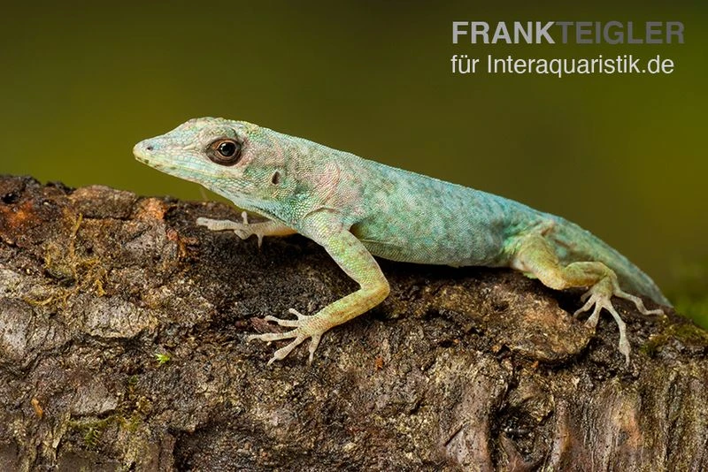 Martinique-Anolis, Anolis Roquet Roquet 1 Martinique-Anolis, Anolis Roquet Roquet