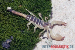 Maurischer Skorpion, Scorpio Maurus -Zubehör für Haustieraquarien Maurischer Skorpion Scorpio maurus 3